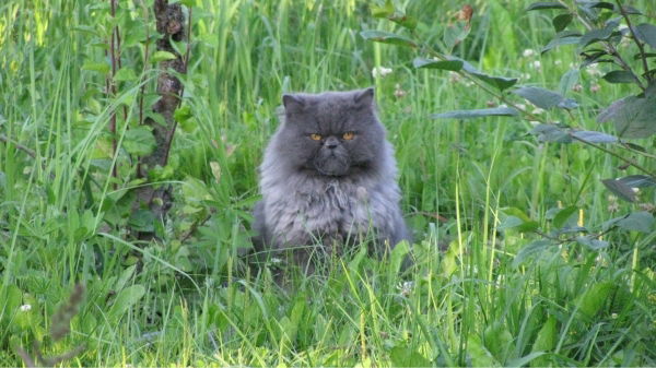 Андрей Платный