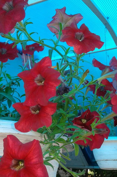 Татьяна Тимофеевна