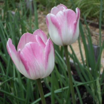 Валерий Евдокимов