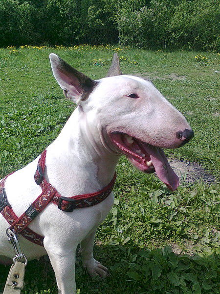 Елена Сафронова