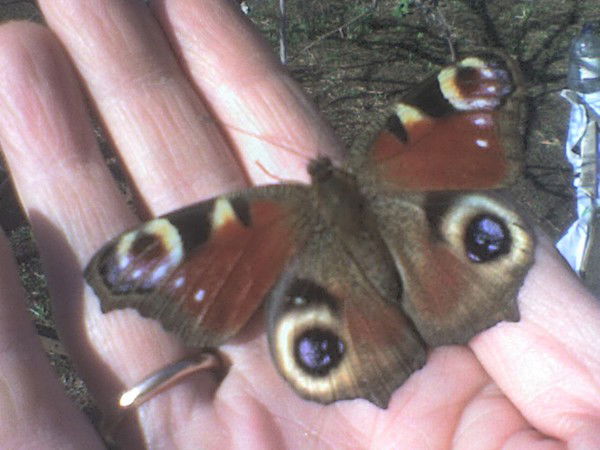 Нина Шалонкина