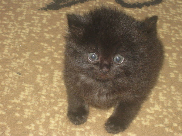 Пьер Безухов