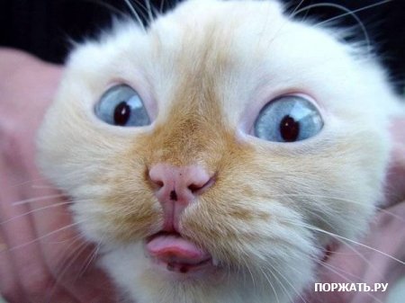 Андрей Шорохов