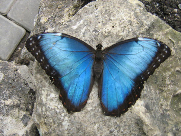 Иван Иванов