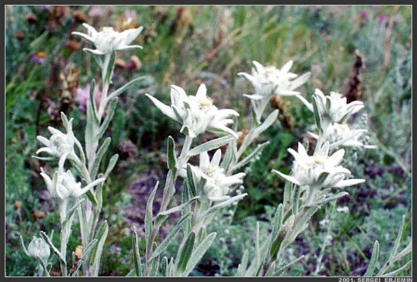 Владислав Парасоцкий