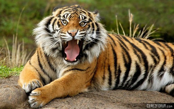 Зовите Меня Макс )