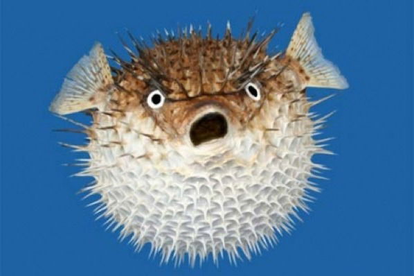 Михаил Голованов