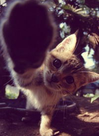 Алёна Кошлева