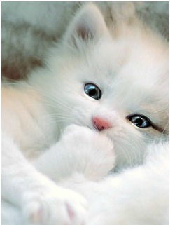 Маргаритка Андреева