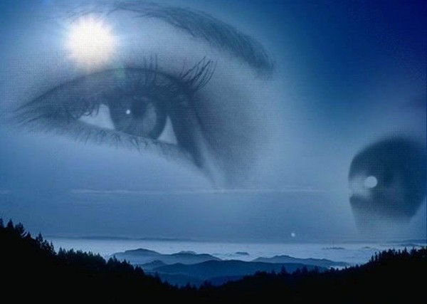 Чайка Морская