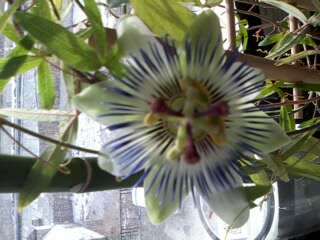 Наталья Колесникова