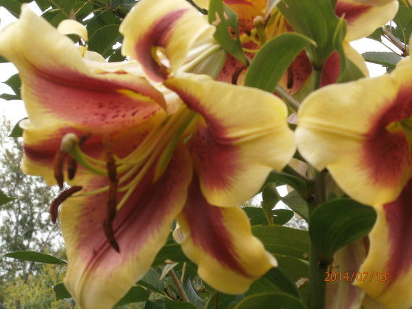 Ольга Олейник