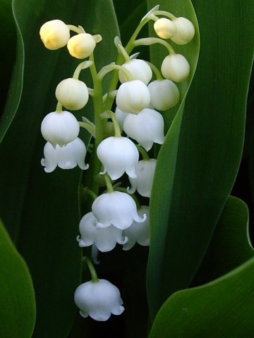 Ксения Ландышева