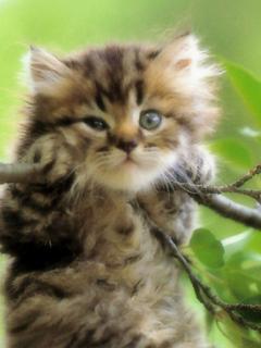 Елена Шестакова