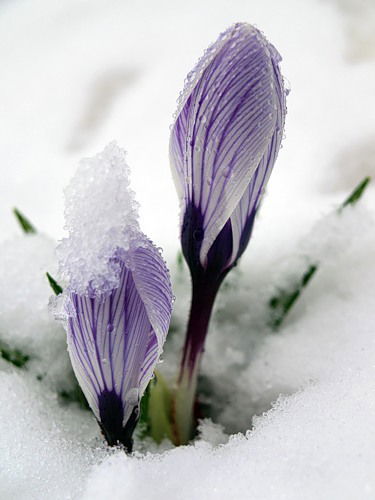 Елена Ксенж