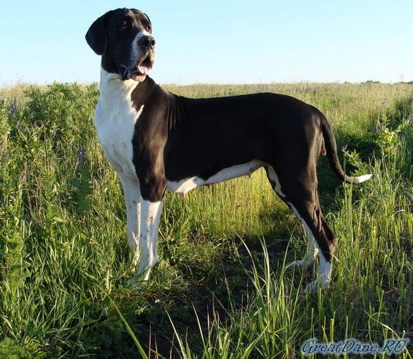 Исаева Лариса