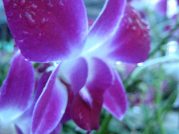 Татьяна Куликова