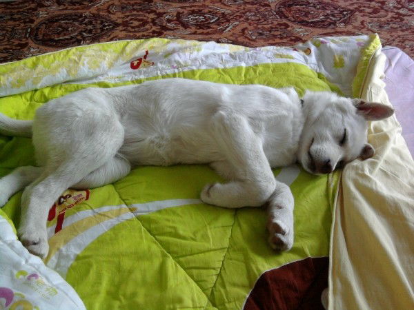 Лёня Коноплев