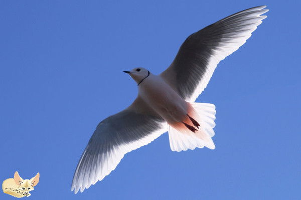 Наталья Реутова