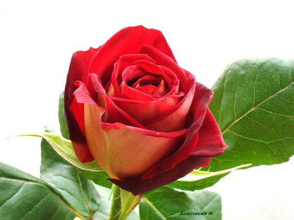 Ляля Бережная