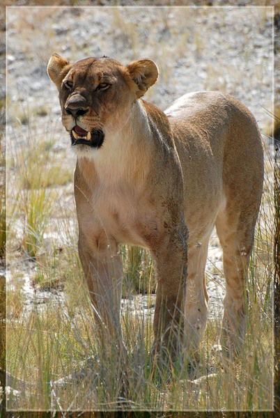 Галина Хемчян