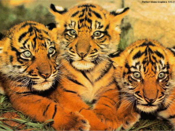 Алия Джиргаланова