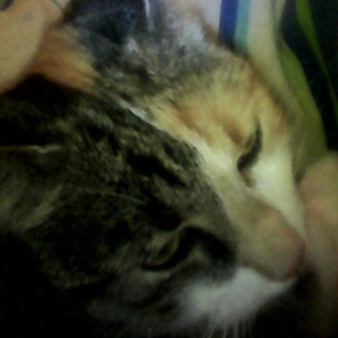 Элеонора Дрогобич