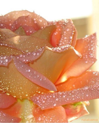 Нелли Голубева