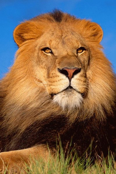 Станислав Ларенцов