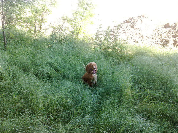 Ирина Никольская