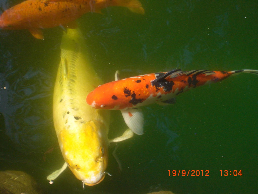 Ритуля Артемка