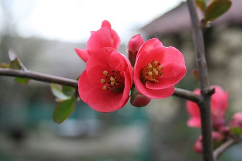 * Лейла* Чихория