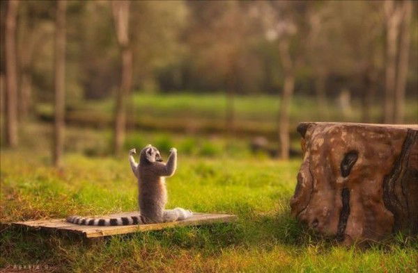 Алина Босак