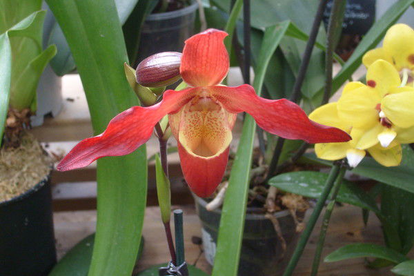 Елена Некрасова