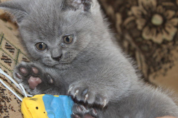 Натали Сычёва