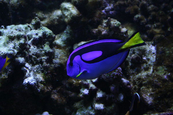 Антонина Маевская