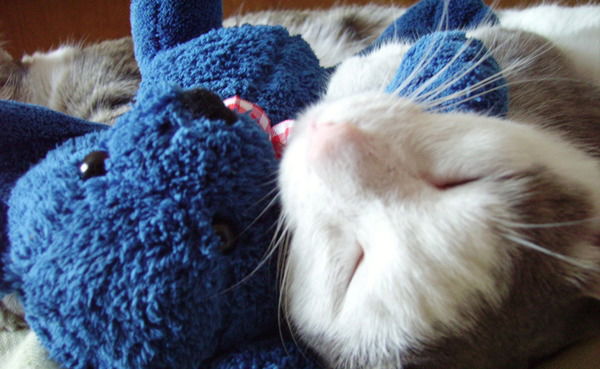 Елена Лесив