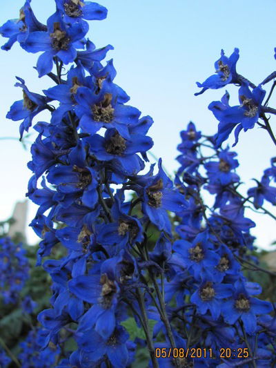 Клавдия Хардина