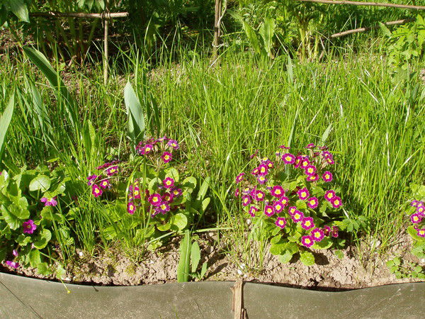 Анна Леонович