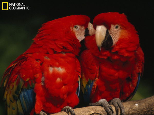 Елена Горнова