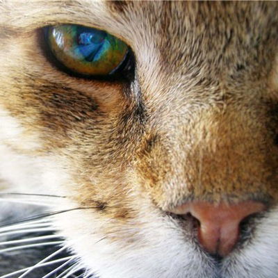 Никита Алфёров