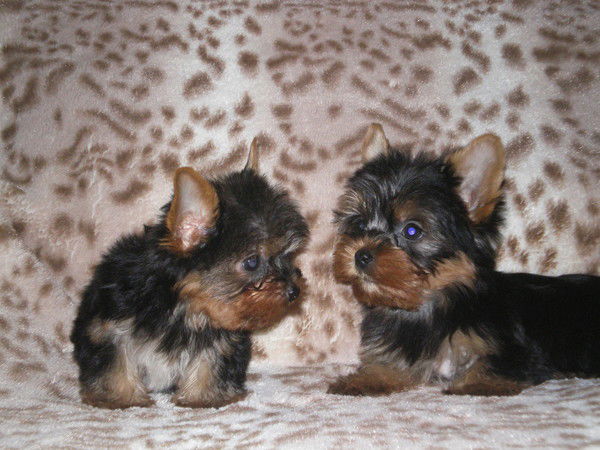 Ирина Навамуэль