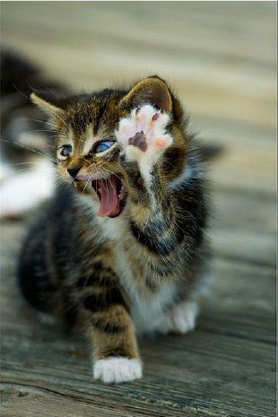 Анна Овчаренко