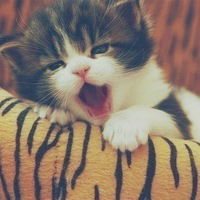 Анель Бердеш