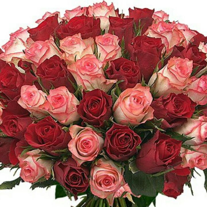 наташа шпак