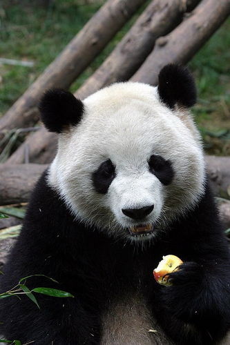 Кристина Пандова