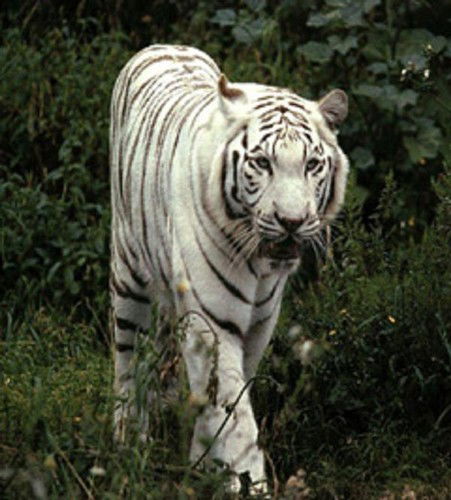 Ксения Чернышова