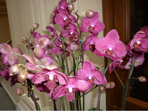 Ирина Москалева