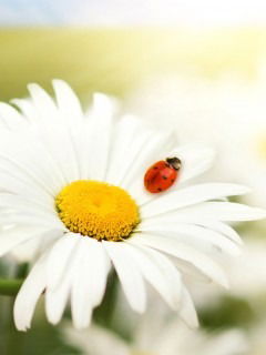 Наталья Игошина