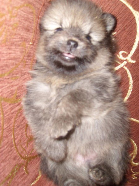 Светлана Макаренко